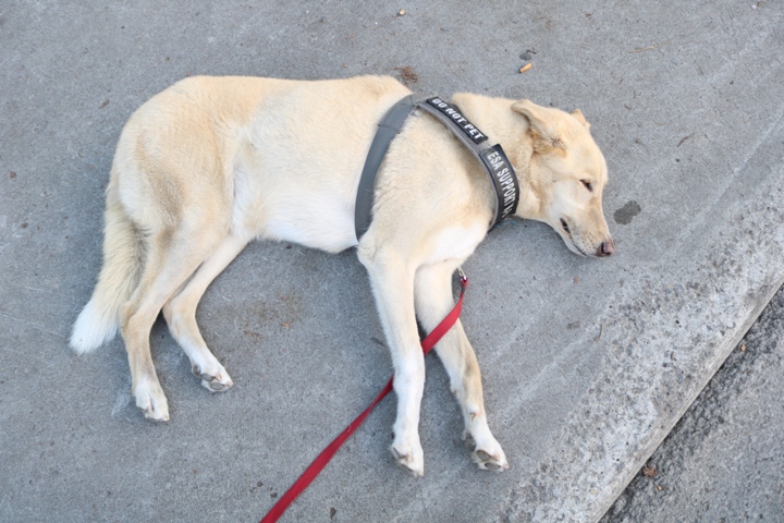 Dog laying down