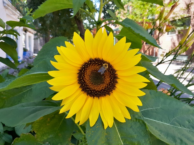 Bee pollenating a sunflower