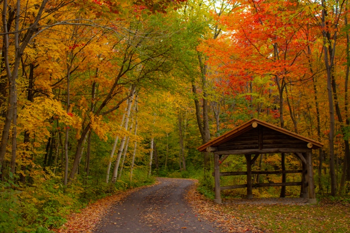 Changing tree foliage during the fall